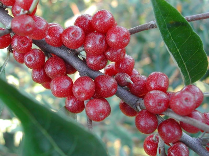 Hlošina okoličatá (elaeagnus umbelata) POINTILLA AMOROSO