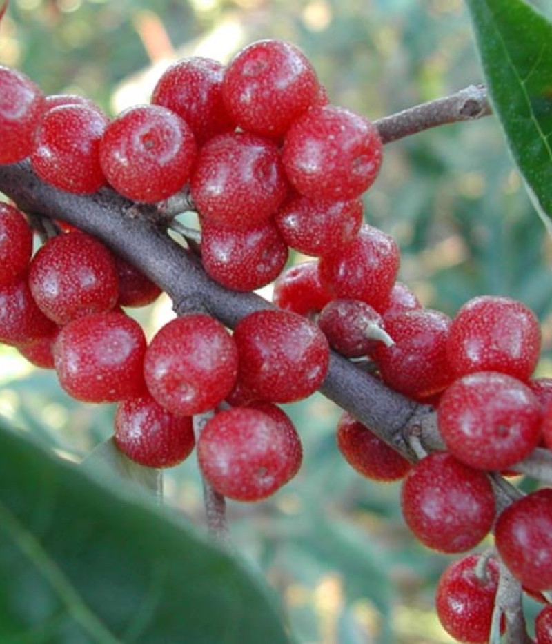 Hlošina okolíkatá (Elaeagnus umbellata) POINTILLA AMOROSO - Tutifruti, s.r.o.