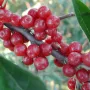 Hlošina okolíkatá (Elaeagnus umbellata) POINTILLA AMOROSO