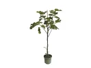 Bio Fig Tree (Ficus carica) BORNHOLM - Tutifruti SK