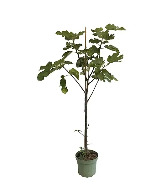 Bio Fig Tree (Ficus carica) BORNHOLM - Tutifruti SK