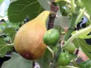 Bio Fig Tree (Ficus carica) BORNHOLM - Tutifruti SK