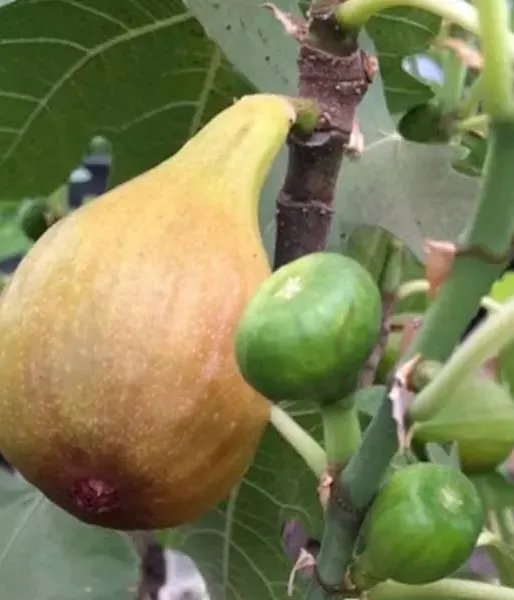 Bio Fig Tree (Ficus carica) BORNHOLM - Tutifruti SK