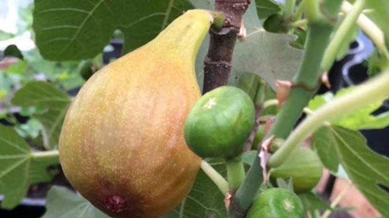 Sprievodca odrodami fíg (2. diel): Bornholm, Brunswick a ďalšie