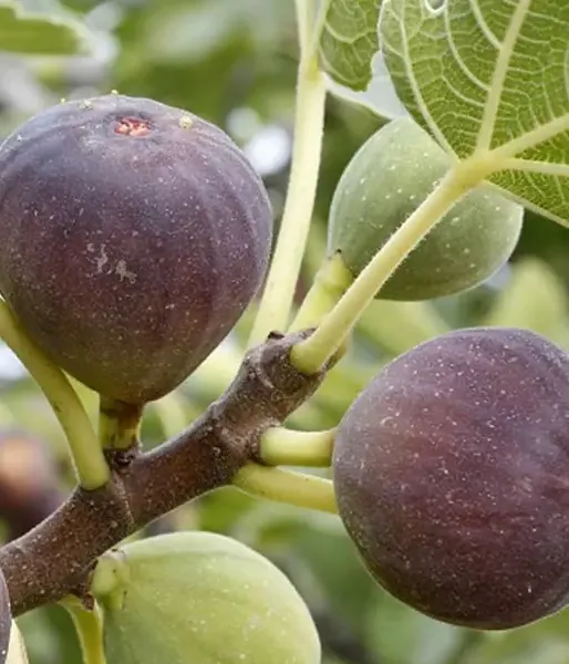 Bio Figovník (Ficus carica) BROWN TURKEY