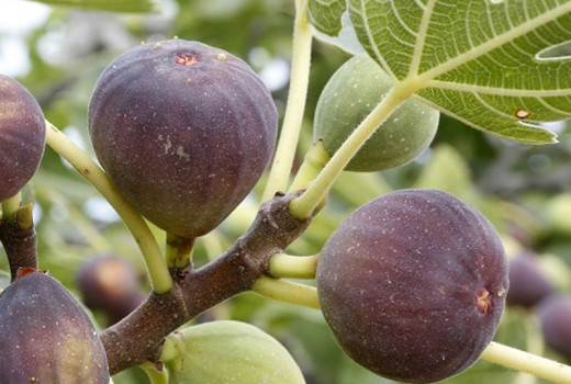 Feigen (Teil 3): Ein Leitfaden zu den Sorten, von den Klassikern bis zum Schatz der Adria