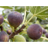 Figovník (Ficus carica) BROWN TURKEY