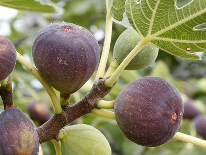 Bio Figovník (Ficus carica) BROWN TURKEY