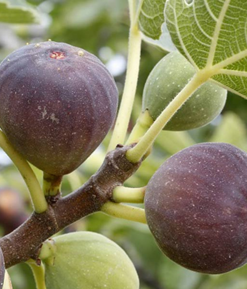 Figovník (Ficus carica) BROWN TURKEY - Tutifruti SK