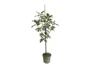Bio Figovník (Ficus carica) PERETTA - Tutifruti SK