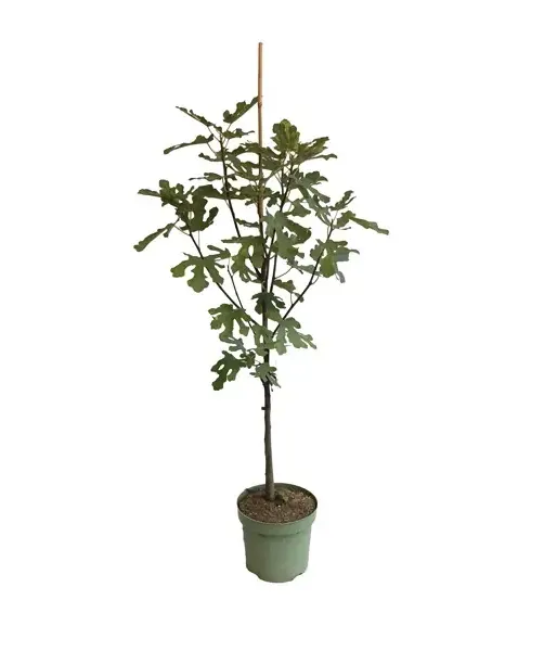Bio Fig Tree (Ficus carica) PERETTA