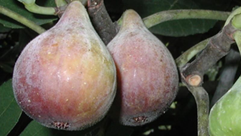 Sprievodca odrodami fíg (1. diel): Od Celeste po Negronne