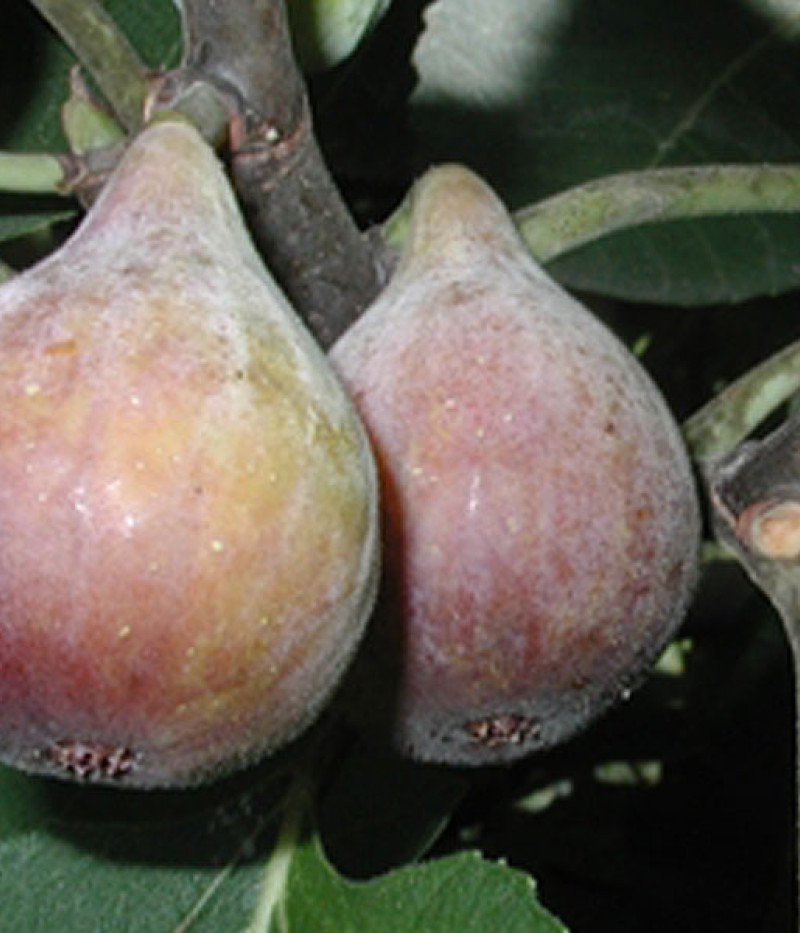 Figovník (Ficus carica) CELESTE - SK Matej Hornák