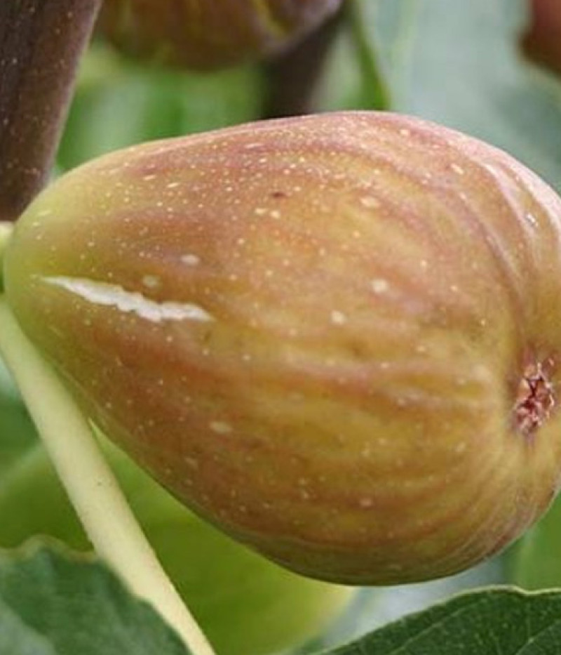Feigenbaum (Ficus carica) DORÉE - Tutifruti SK