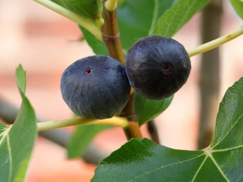 Figovník (Ficus carica) MORENA