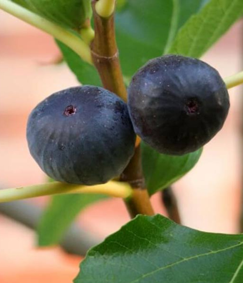 Figovník (Ficus carica) MORENA - Tutifruti SK