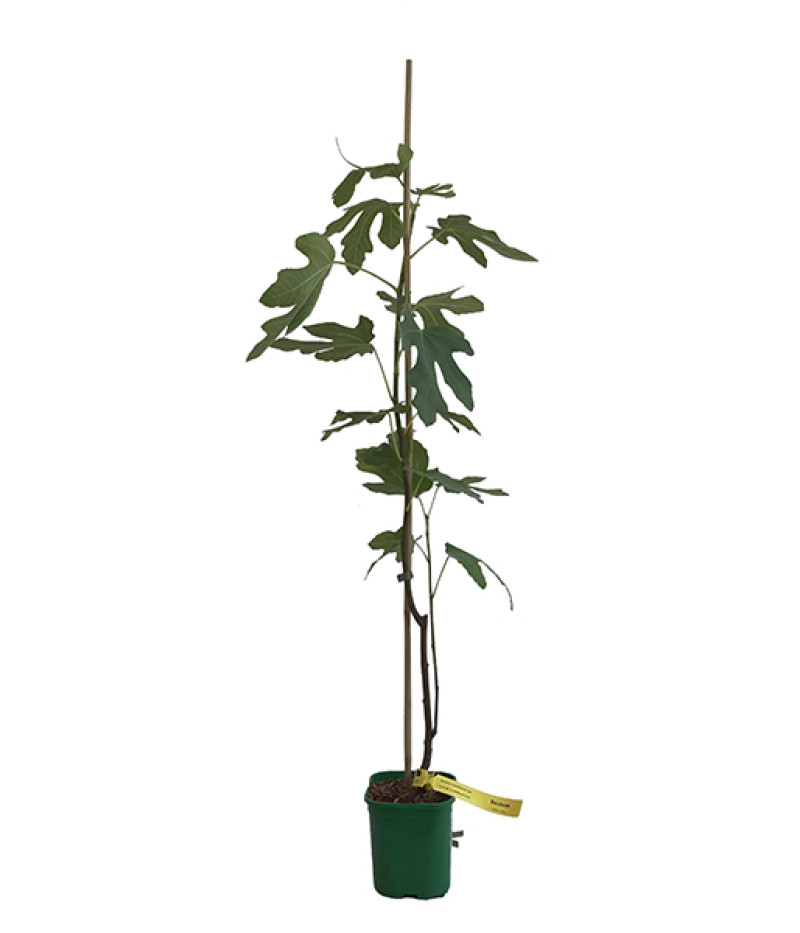 Fig Tree (Ficus carica) BORNHOLM - Tutifruti SK