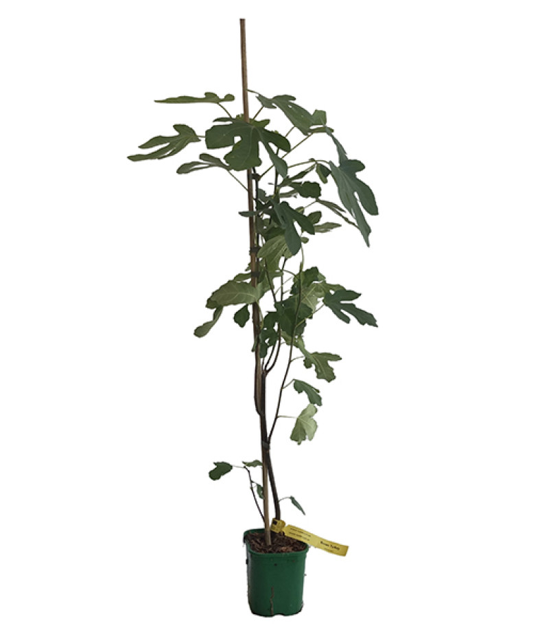 Figovník (Ficus carica) BROWN TURKEY - Tutifruti SK