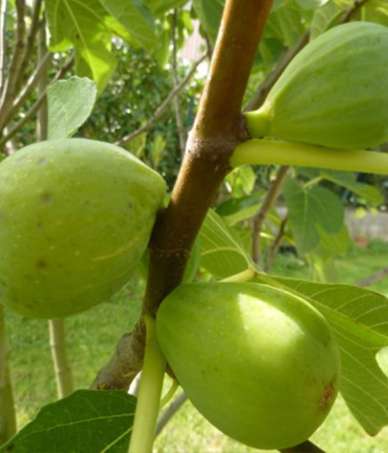 Bio Fig Tree (Ficus carica) DESERT KING - Tutifruti SK