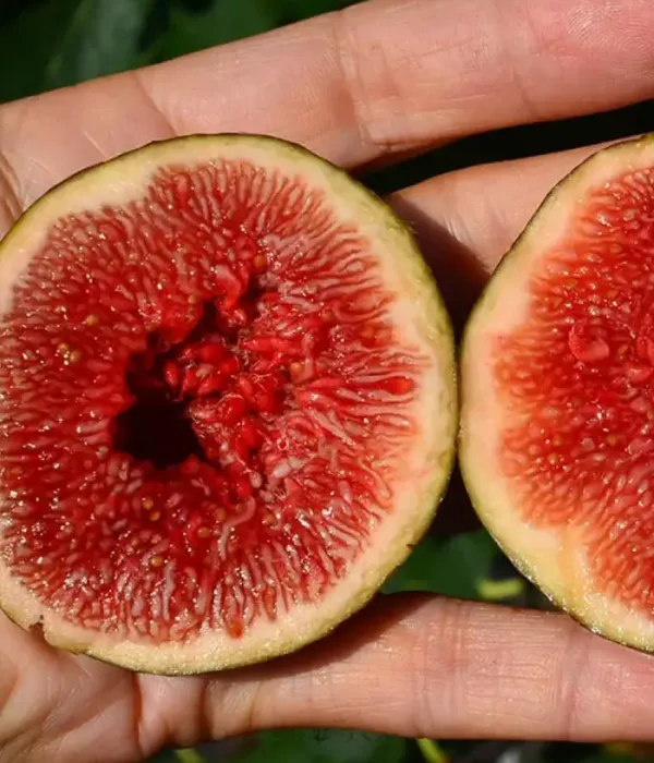 Figovník (Ficus carica) MADELEINE DES DEUX SAISONS
