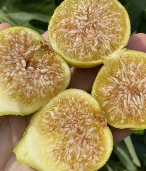 Figovník (Ficus carica) TENA