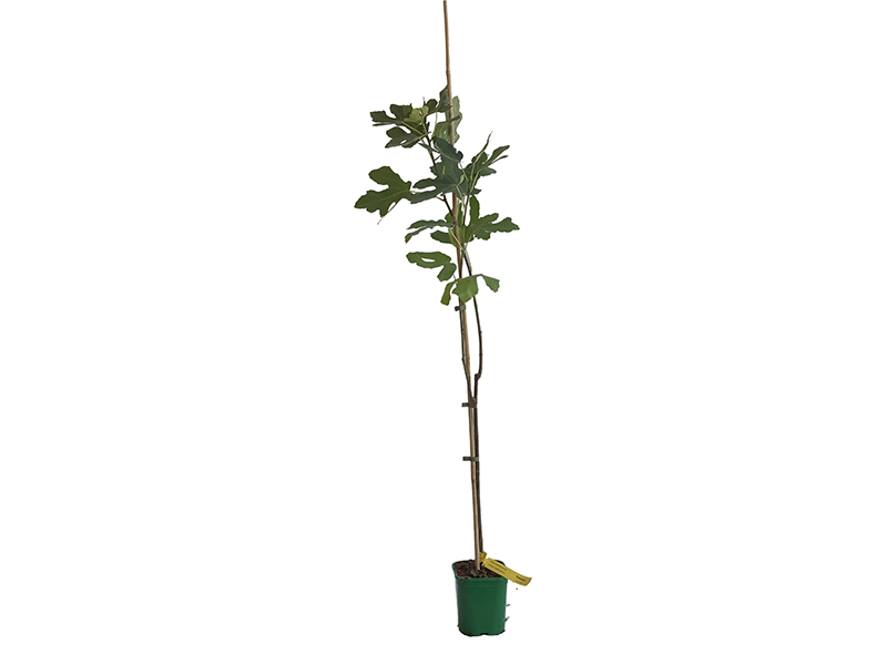 Figovník (Ficus carica) FRANCESCA 