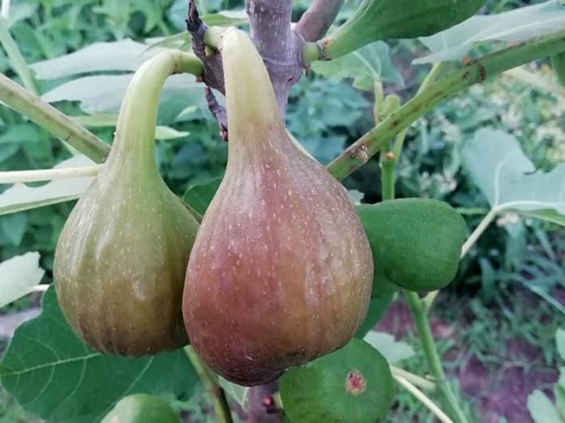 Figovník (Ficus carica) FRANCESCA 