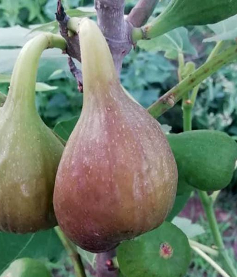 Feigenbaum (Ficus carica) FRANCESCA - Tutifruti SK