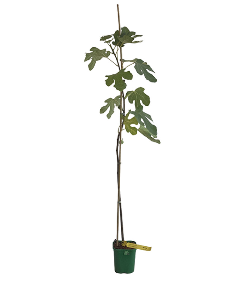 Figovník (Ficus carica) MORENA - Tutifruti SK