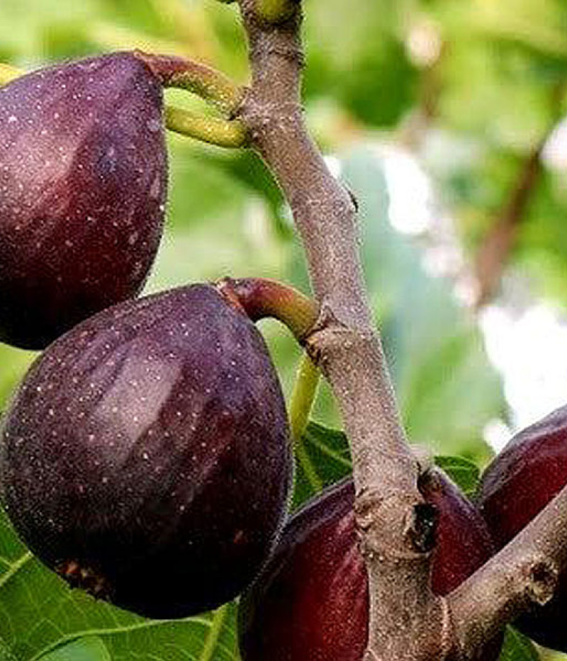 Figovník (Ficus carica) NEGRONE - SK Matej Hornák