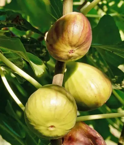 Bio Fig Tree (Ficus carica) PERETTA