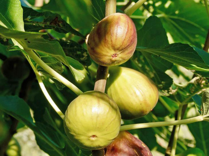 Bio Figovník (Ficus carica) PERETTA