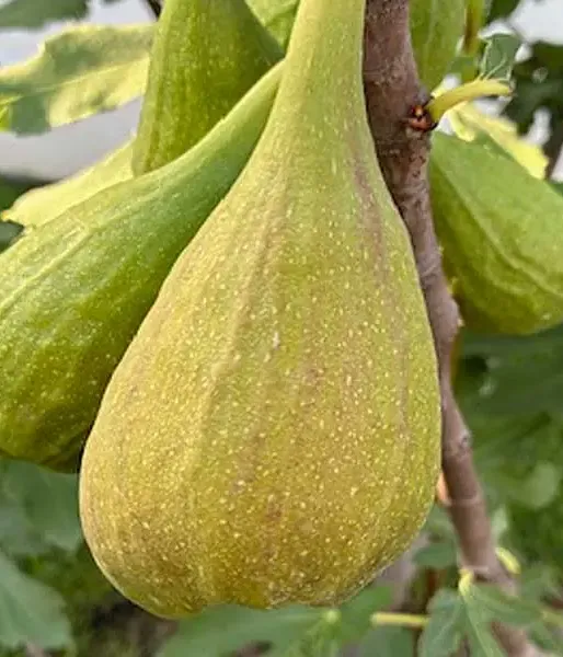 Feigenbaum (Ficus carica) LONGUE D'AOÛT