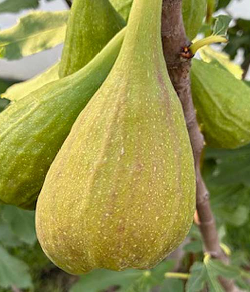 Figovník (Ficus carica) LONGUE D'AOÛT - Tutifruti, s.r.o.