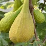 Feigenbaum (Ficus carica) LONGUE D'AOÛT