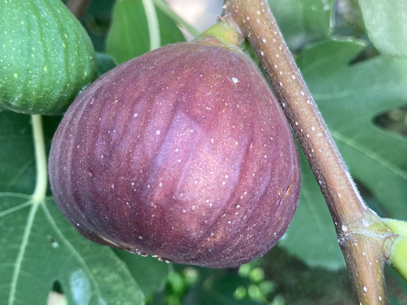 Figovník (Ficus carica) MADELEINE DES DEUX SAISONS - SK Matej Hornák