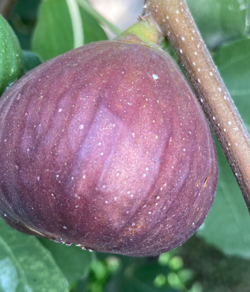 Figovník (Ficus carica) MADELEINE DES DEUX SAISONS - SK Matej Hornák