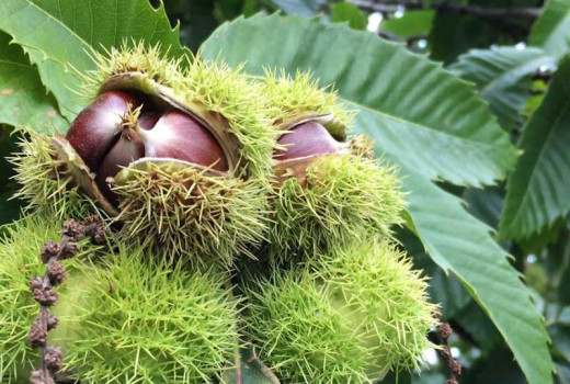 Edible chestnuts Bouche de Bétizac, Marigoule, and others: A manual for the modern garden