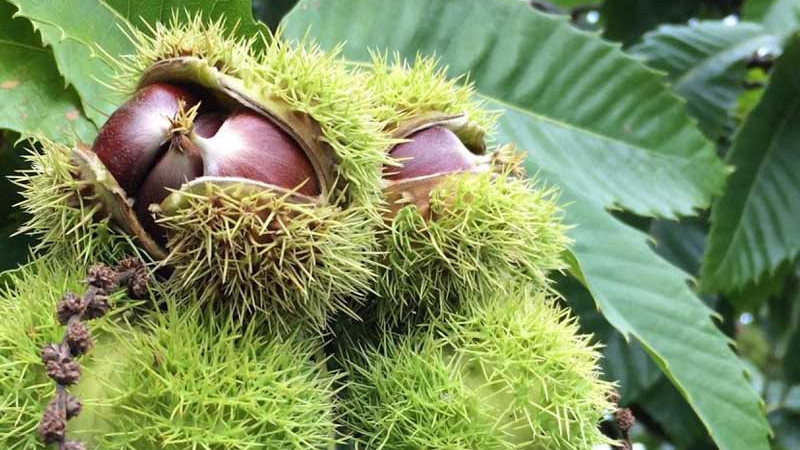 Jedlé gaštany Bouche de Bétizac, Marigoule a ďalšie: Manuál pre modernú záhradu