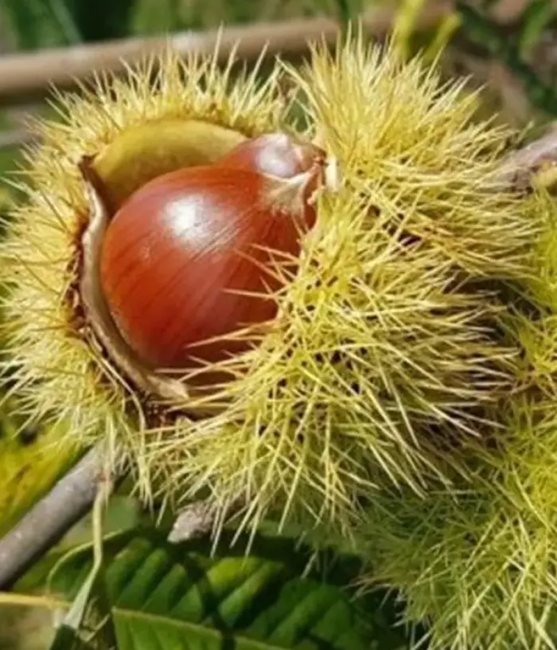 Kastanie (Castanea crenata x Castanea sativa) MARAVAL - Tutifruti, s.r.o. (SK)