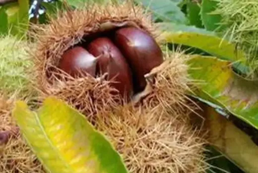 Gaštan jedlý (Castanea sativa) – pôvod, botanika a ekológia „chlebového stromu"