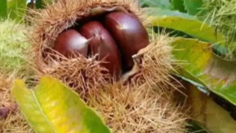 Gaštan jedlý (Castanea sativa) – pôvod, botanika a ekológia „chlebového stromu"