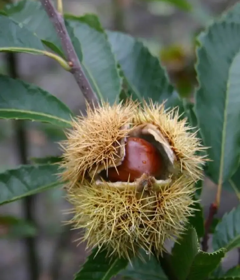 Gaštan jedlý (Castanea crenata x Castanea sativa) MARSOL - Tutifruti, s.r.o. (SK)