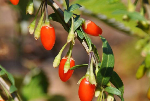 Goji (Chinesische Wolfsbeere): Was ist das? Ein Leitfaden zur Botanik und zu den Arten (Teil 1)