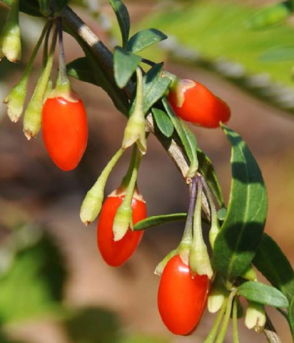 Goji (Lycium barbarum) BIG LIFEBERRY