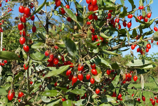 Goji (Kustovnica): Veda za účinkami a moderné využitie (2. časť)