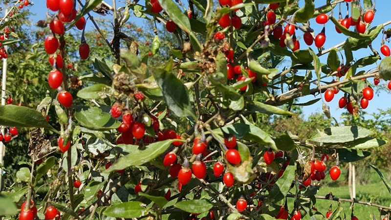 Goji (Kustovnica): Veda za účinkami a moderné využitie (2. časť)