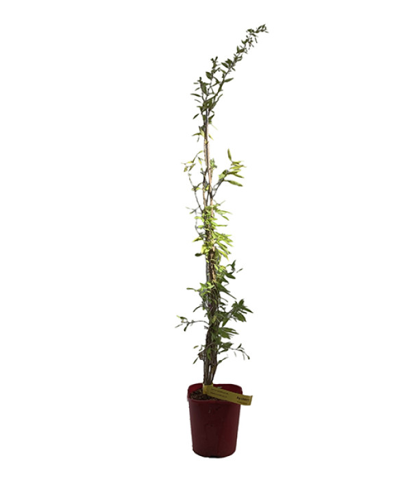 Goji (Lycium barbarum) BIG LIFEBERRY