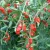 Goji Berry Plants