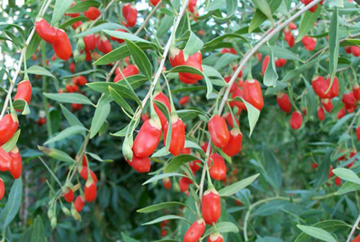 Goji (Kustovnica): Odysea superpotraviny od A po Z (3. časť – Riziká a budúcnosť)